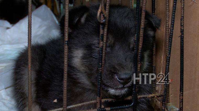 Под Нижнекамском неизвестный раскидал по сугробам пятерых щенят