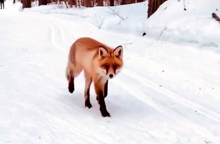 Нижнекамцы рассказали о своих встречах с дикими животными в городе