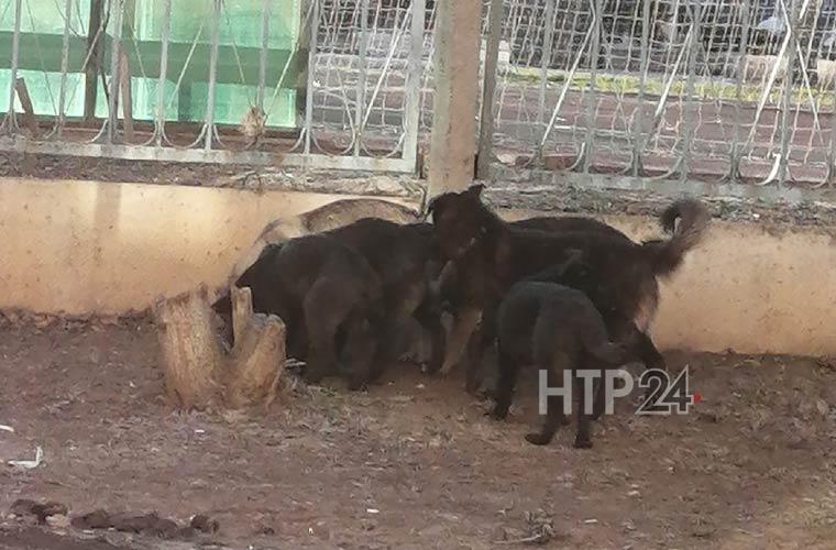 Очевидцы рассказали, что собаки разодрали кошку на Школьном бульваре в Нижнекамске