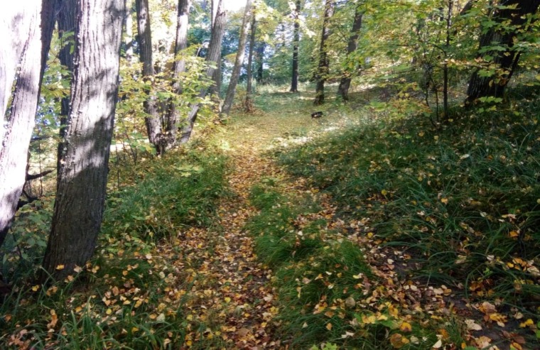 В Татарстане стартовал лесокультурный сезон