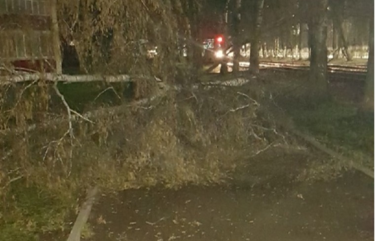 В Нижнекамске ветер повалил дерево около центрального рынка