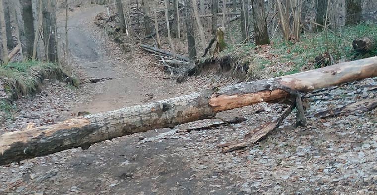 Житель Нижнекамска считает, что городской лес болен