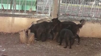 Очевидцы рассказали, что собаки разодрали кошку на Школьном бульваре в Нижнекамске