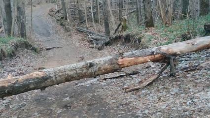 Житель Нижнекамска считает, что городской лес болен