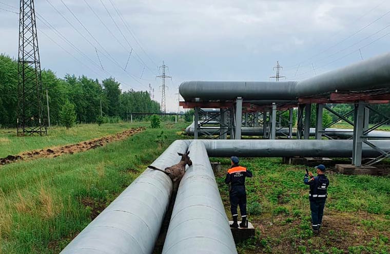 В Челнах погиб лосёнок, застрявший в теплотрассе