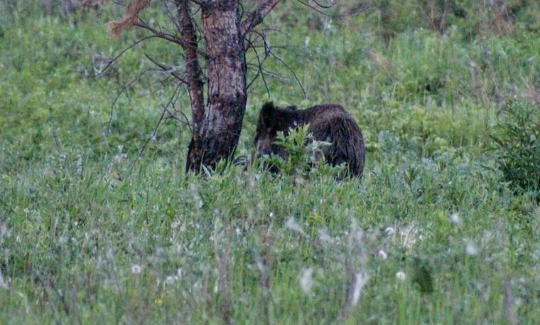 Жительница Нижнекамска встретила кабана во время прогулки