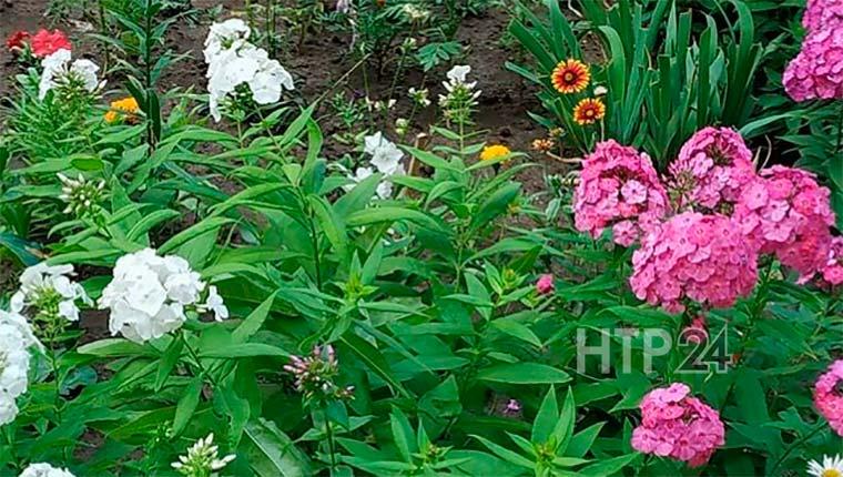 Жители Нижнекамска выходят на улицу и поливают цветы