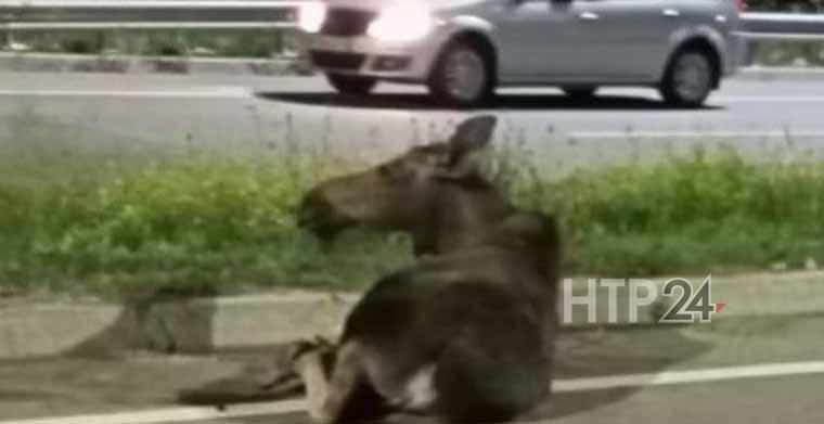 В Татарстане лось лишился копыта после наезда легковушки