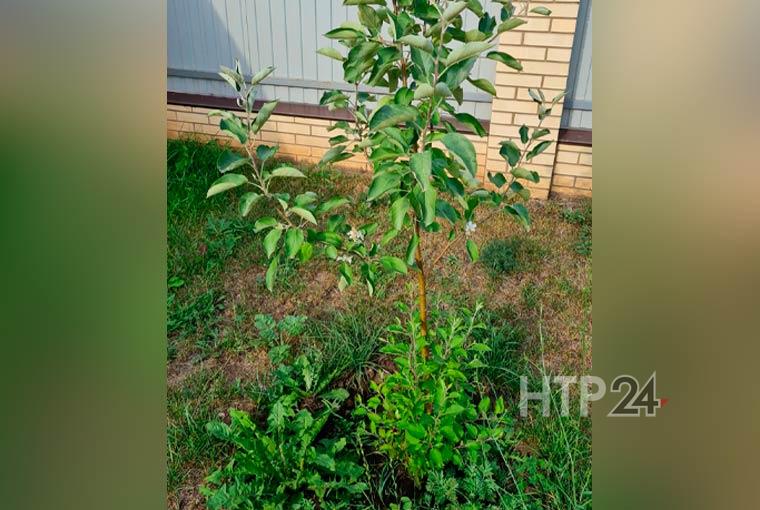 В конце августа в Нижнекамском районе зацвели яблони