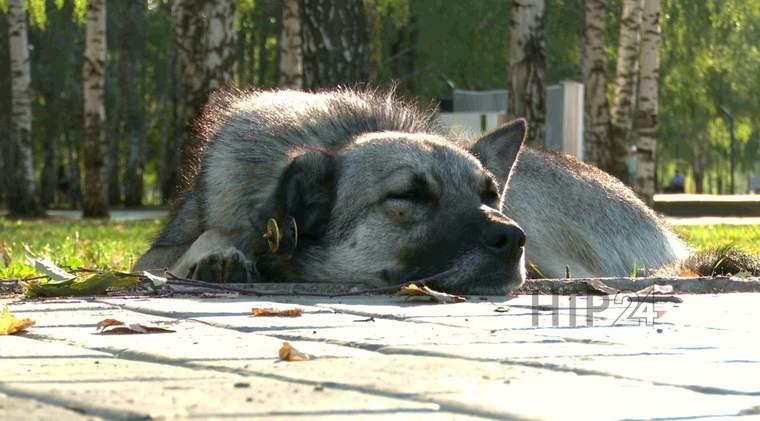 В Нижнекамске устроили праздник в честь Дня бездомных животных