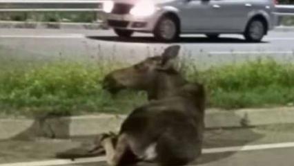 В Татарстане лось лишился копыта после наезда легковушки