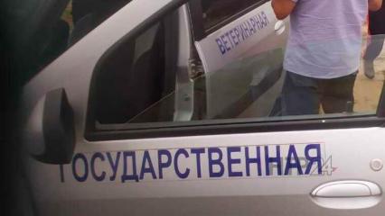 В селе под Нижнекамском прошла бесплатная вакцинация домашних животных от бешенства