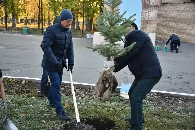 Рамиль Муллин высадил голубые ели на территории ЦРБ Нижнекамска