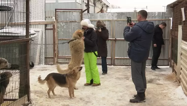 Нижнекамцы передали приюту для животных целый багажник еды