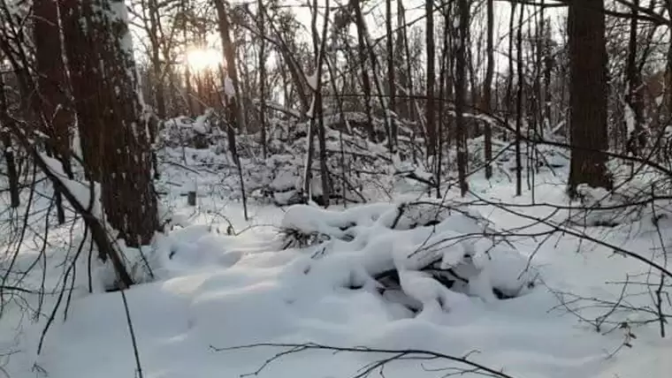 Нижнекамец показал никому ненужный валежник в лесу около города