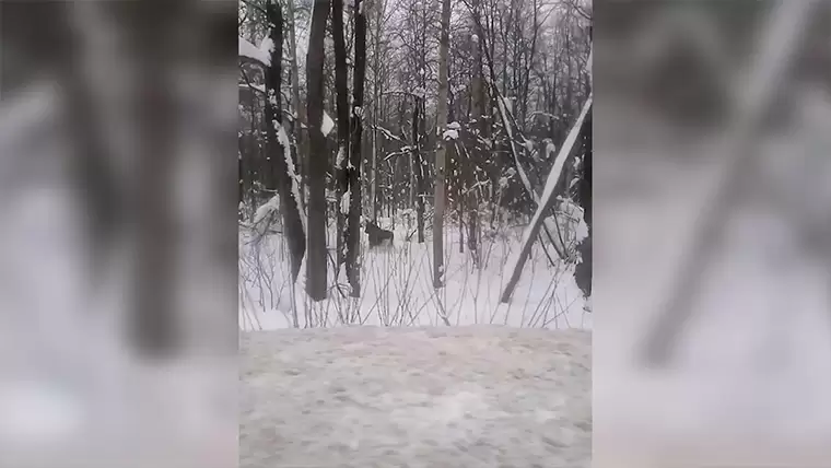 На выезде из Нижнекамска у дороги вновь заметили лосей