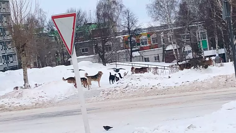 Жители Камских Полян боятся выходить на улицу из-за агрессивных бездомных собак