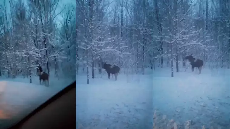 Местные жители сняли на видео пару сохатых при выезде из Нижнекамска