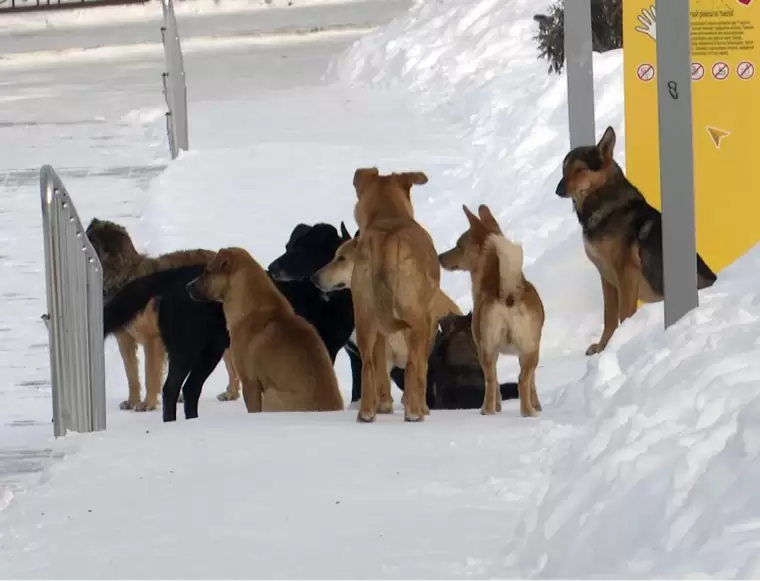 В поселке Камские Поляны Нижнекамского района бродячие собаки атакуют детей и пожилых