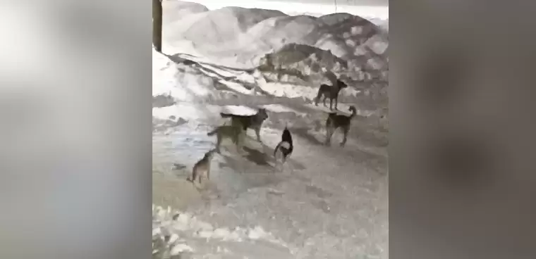 Нижнекамец снял на видео воющую свору собак под своими окнами