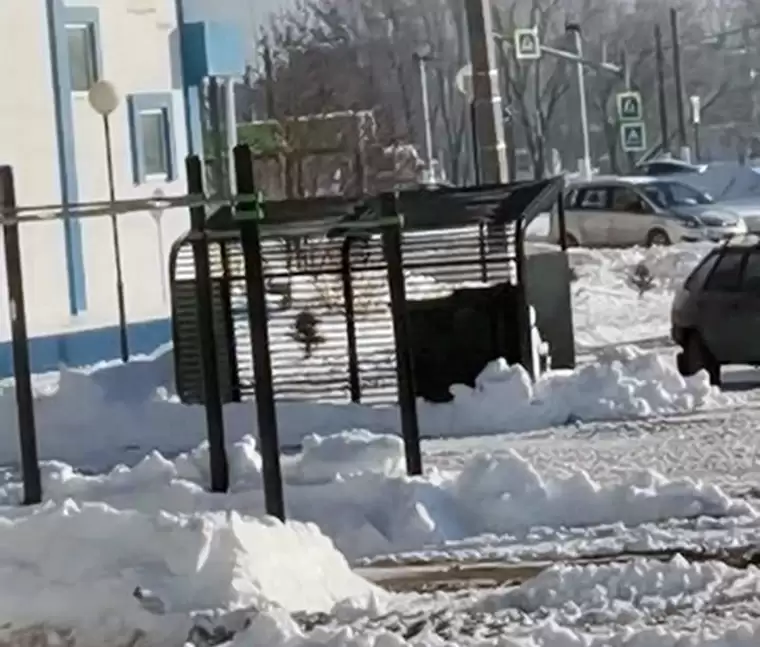 Жильцы двух домов в Нижнекамске против строительства нового кафе во дворе