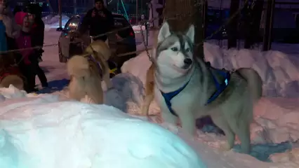 «Если умеешь готовить, то ничего сложного нет»: в Нижнекамске прошли соревнования с участием собак