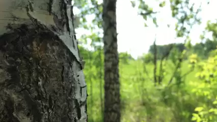 Содержащееся в коре и ветках берёзы вещество поможет защитить органы человека при лечении рака