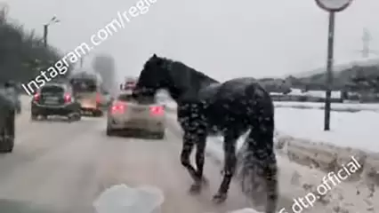 В Казани лошадь устроила пробку на дороге