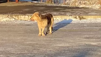 В Казани собака напала на девочку, которая возвращалась из школы