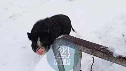 В селе Нижнекамского района бродит бездомная вьетнамская свинья с большими клыками