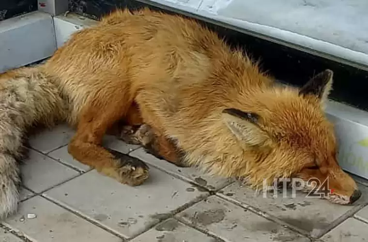 В селе Афанасово под Нижнекамском на остановке нашли лисёнка