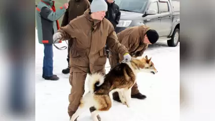 Хвост, уши и клыки