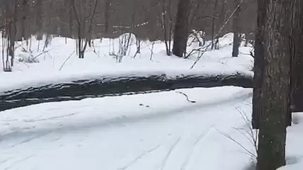 В Нижнекамске дерево упало на лыжню, где катаются дети, повредив провод