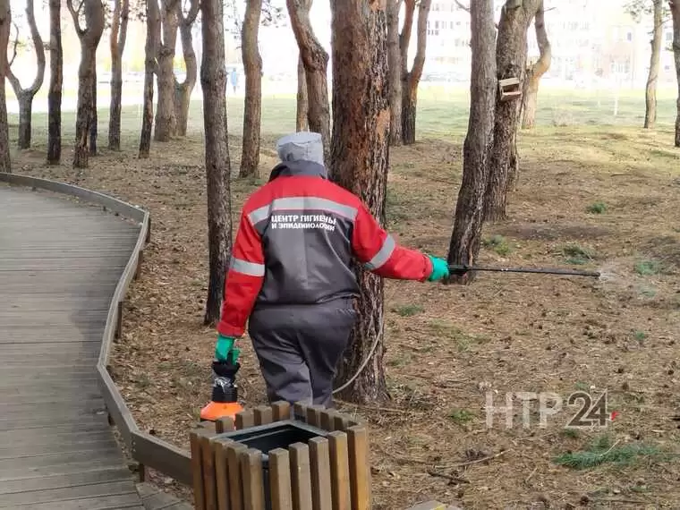 Жителям Нижнекамска напомнили, что необходимо делать при укусе клеща