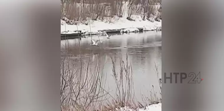 В Нижнекамский район прилетели лебеди