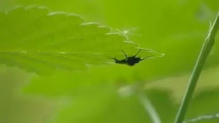 В Нижнекамске зафиксирован первый укус клеща