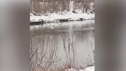 В Нижнекамский район прилетели лебеди