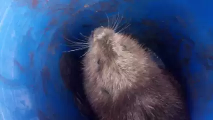 В Нижнекамске в детский сад пробрался бобр