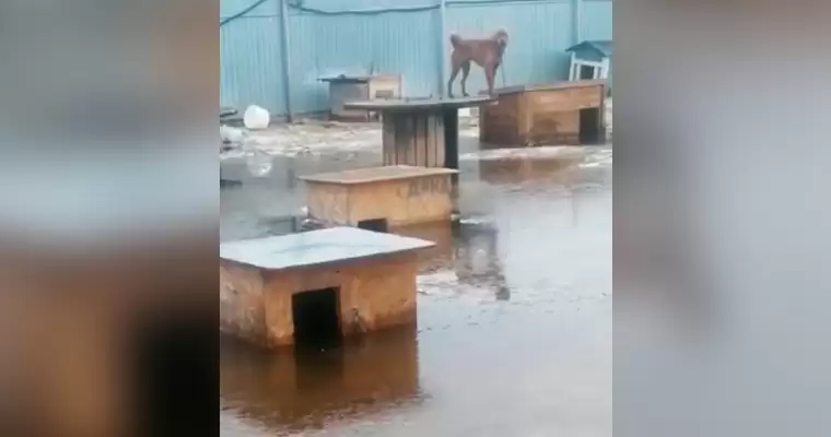 В Нижнекамске затопило приют для бездомных животных