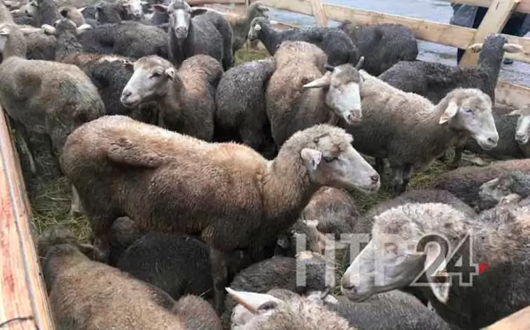 В Нижнекамске впервые после пандемии будет проводиться заклание баранов у Центральной Соборной мечети