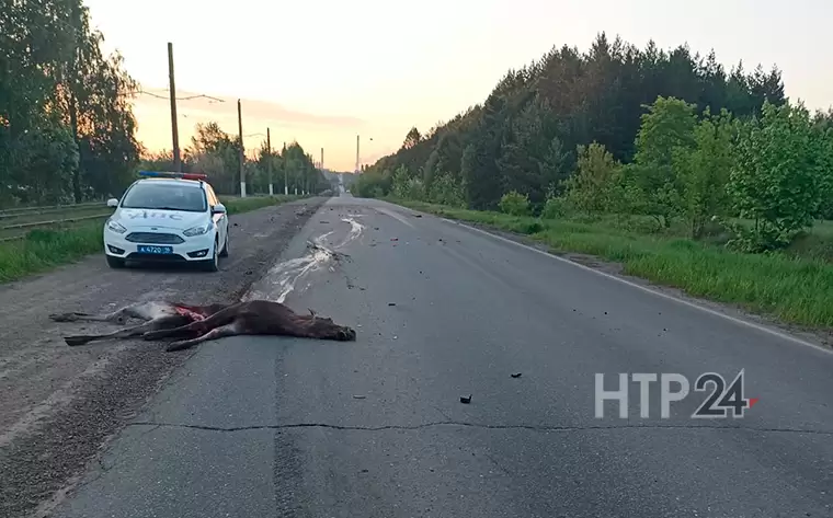 Стали известны подробности ДТП с лосем, которое произошло в промзоне Нижнекамска