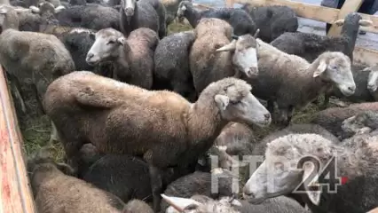 В Нижнекамске впервые после пандемии будет проводиться заклание баранов у Центральной Соборной мечети