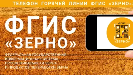 В России начнут следить за качеством зерна через государственную систему