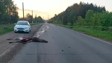 Стали известны подробности ДТП с лосем, которое произошло в промзоне Нижнекамска