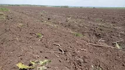 В Нижнекамском районе завершили весенний сев