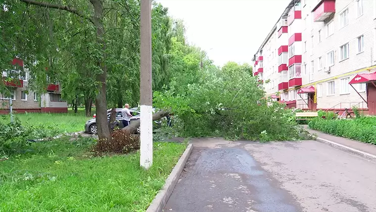 В Нижнекамске упавшее дерево чудом не задело проходивших мимо людей