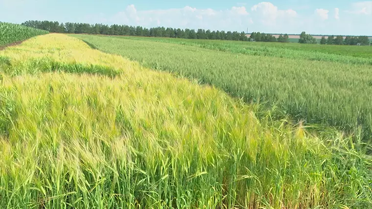 В Нижнекамске пропал мужчина с коричневой сумкой