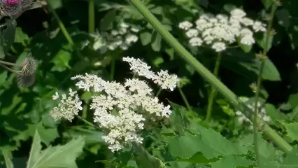 В Нижнекамском районе у озера была обнаружена плантация опасного растения