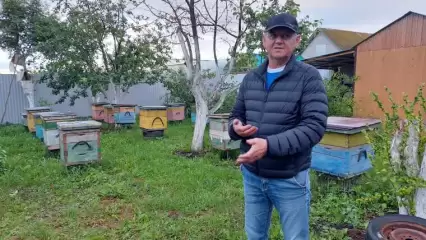 Пасечники села под Нижнекамском бьют тревогу из-за отравы первого класса