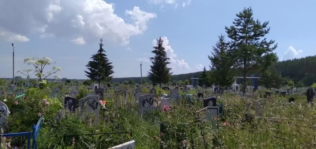 Нижнекамцы бьют тревогу: борщевик Сосновского подбирается к городу